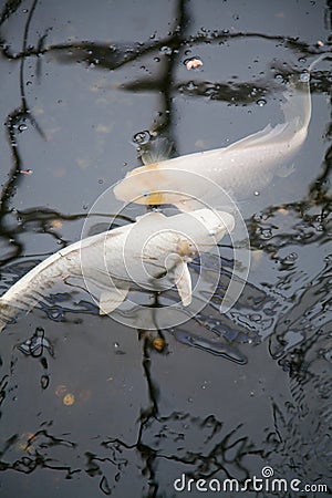 Symmetrical white fishes cyprinus carpio in pond Stock Photo