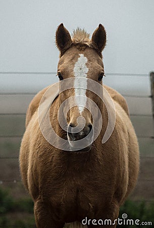 Symmetry Horse Stock Photo