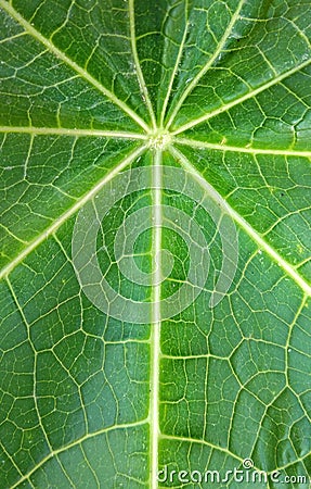 Symmetry lines in green papaya leaf textured background , green leaf macro closeup Top view Stock Photo