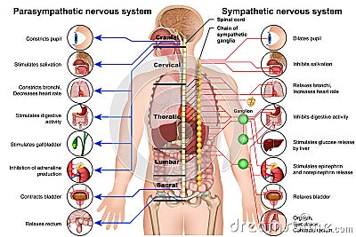 Sympathetic and parasympathetic nervous system 3d medical illustration on white background Cartoon Illustration