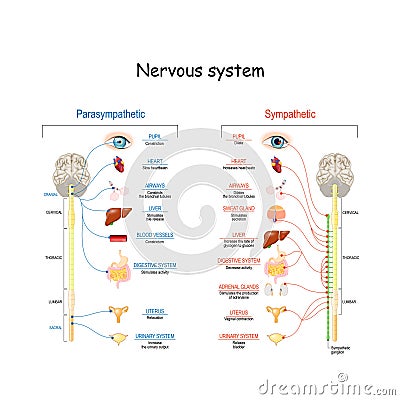 Sympathetic And Parasympathetic Nervous System. Difference Vector Illustration