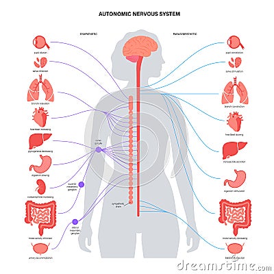 Autonomic nervous system Vector Illustration