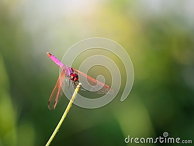 Sympetrum fonscolombii, Red veined darter dragonfly on great defocussed background. Stock Photo