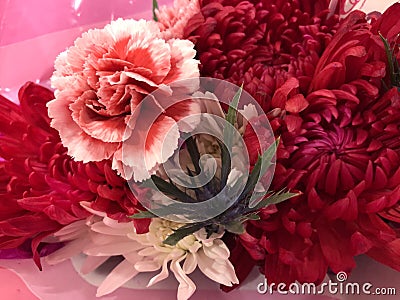 A symphony in scarlet flowers Stock Photo