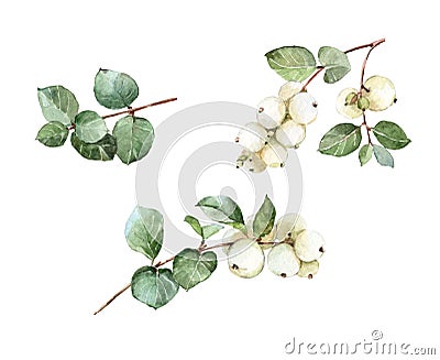 Image Symphoricarpos snowfruit watercolor snowberry plant background Stock Photo