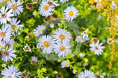 Symphyotrichum novae angliae, New England Aster Stock Photo