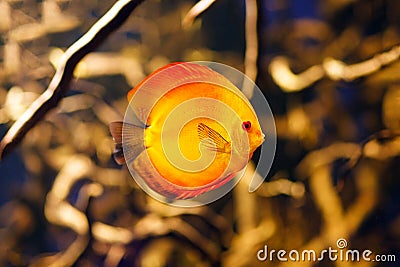 Symphysodon discus aquarium fish Stock Photo