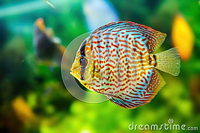 Symphysodon discus in an aquarium on a green background Stock Photo