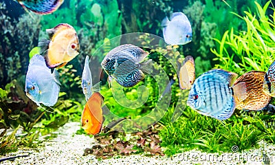 Symphysodon discus Stock Photo