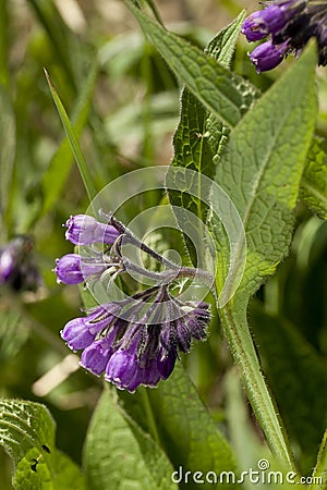 Symphytum officinale Stock Photo