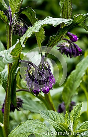 Symphytum officinale, Boraginaceae Stock Photo