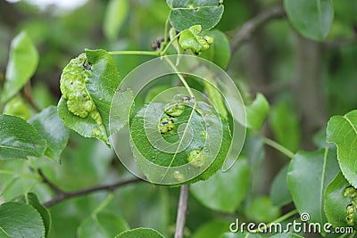 Symptoms of disease or pest infection on pear leaves in an orchard Stock Photo