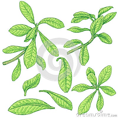 Synadenium Branches Sketch Vector Illustration