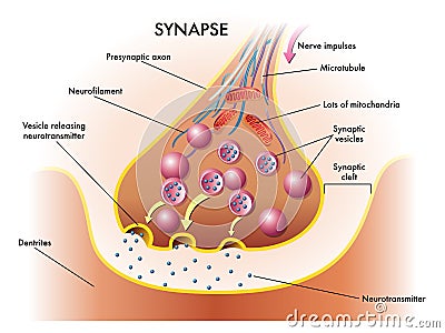 Synapse Vector Illustration