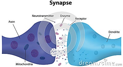 Synapse Labeled Diagram Vector Illustration