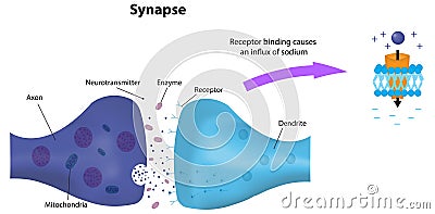 Synapse Labeled Diagram and Receptor Vector Illustration