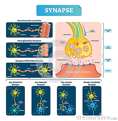 Synapse vector illustration. Labeled diagram with neuromuscular example. Vector Illustration