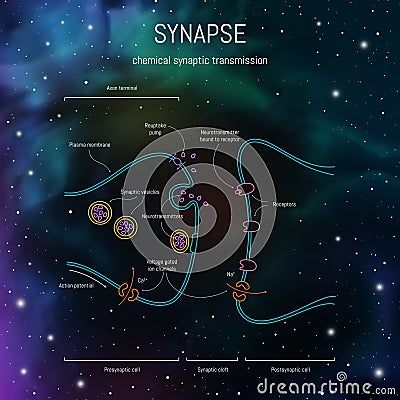 Synaptic cleft structure. Axons, dendrites synaptic terminals and neurotransmitters. Neuroscience infographic on space background Cartoon Illustration