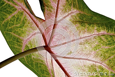 Syngonium leaf, close-up Stock Photo