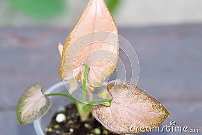 Syngonium pink Orm Nak mutation baby plant Stock Photo