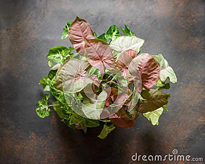 Syngonium Plant mix with Pink Leaves Variegation Stock Photo