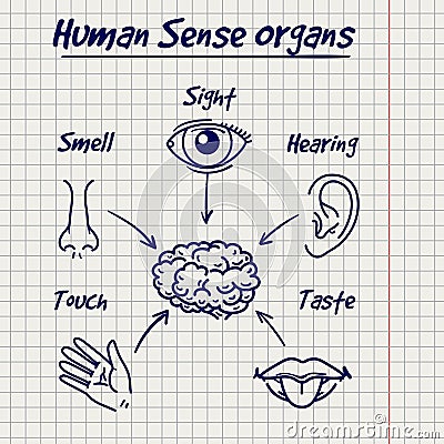 Synopsis of human sense organs sketch Vector Illustration