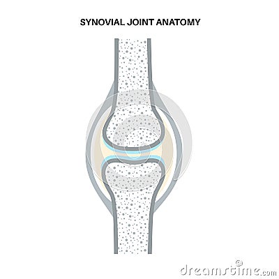 Synovial joint poster Vector Illustration