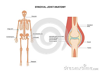 Synovial joint poster Vector Illustration