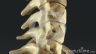Synovial Joints Stock Photo