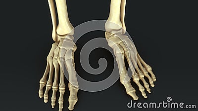 Synovial Joints Stock Photo