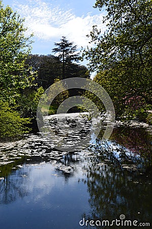 Syon Park London. Stock Photo