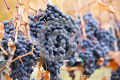 Shiraz Grapes Vineyard Okanagan Valley Stock Photo