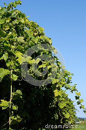 Syrah/Shiraz Vines Stock Photo