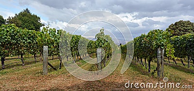 Syrah Wine Vineyard in Marlborough, New Zealand Stock Photo