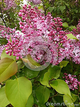 Syren Flower close up Stock Photo