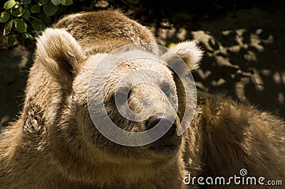 Syrian Brown Bear Stock Photo