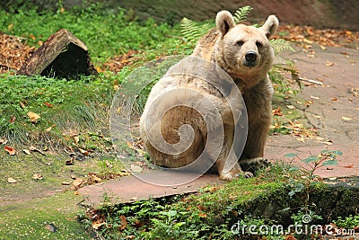 Syrian brown bear Stock Photo
