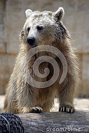 Syrian Brown Bear Stock Photo