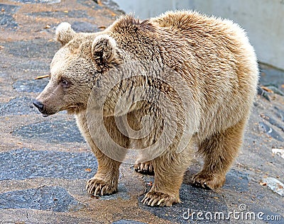 Syrian brown bear 6 Stock Photo