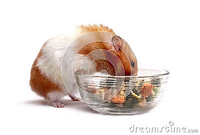Syrian Hamster Stock Photo