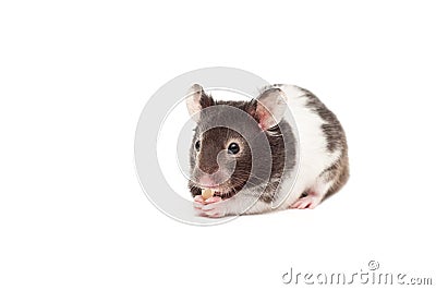 Syrian hamster Stock Photo