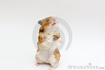 Syrian hamster Stock Photo