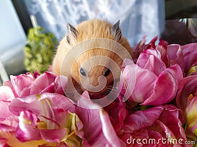 Syrian hamster in the bouquet of flowers Stock Photo