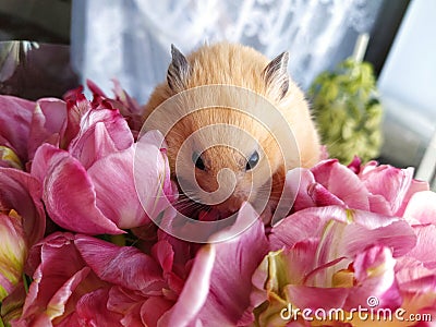 Syrian hamster in the bouquet of flowers Stock Photo