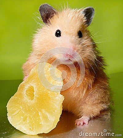 Syrian hamster with dried pineapple Stock Photo