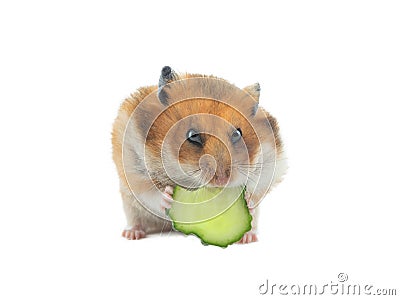Syrian hamster eats cucumber isolated on white Stock Photo