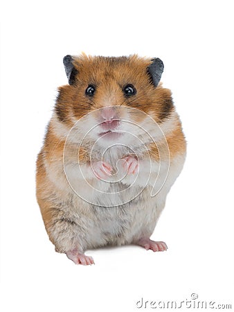Syrian hamster isolated Stock Photo
