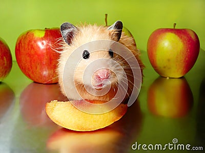 Syrian hamster with slice of peach and apples Stock Photo