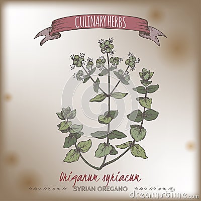 Syrian oregano aka bible hyssop, Origanum syriacum, color Vector Illustration