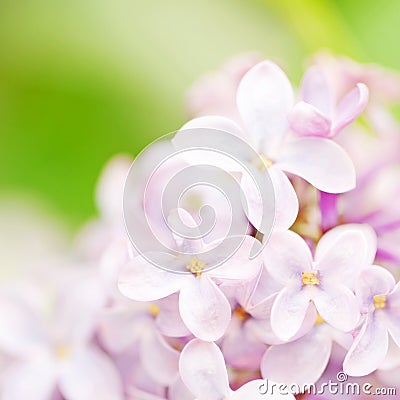 Syringa flower Stock Photo